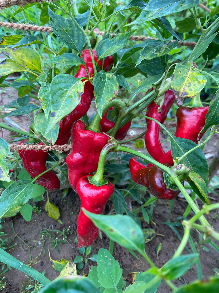 The Duo Hot Sauce Bundle