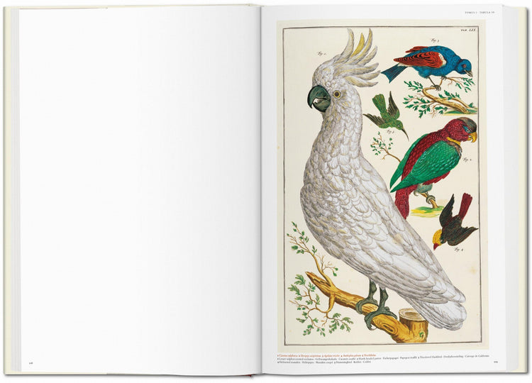 Albertus Seba. Cabinet of Natural Curiosities