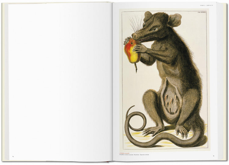Albertus Seba. Cabinet of Natural Curiosities